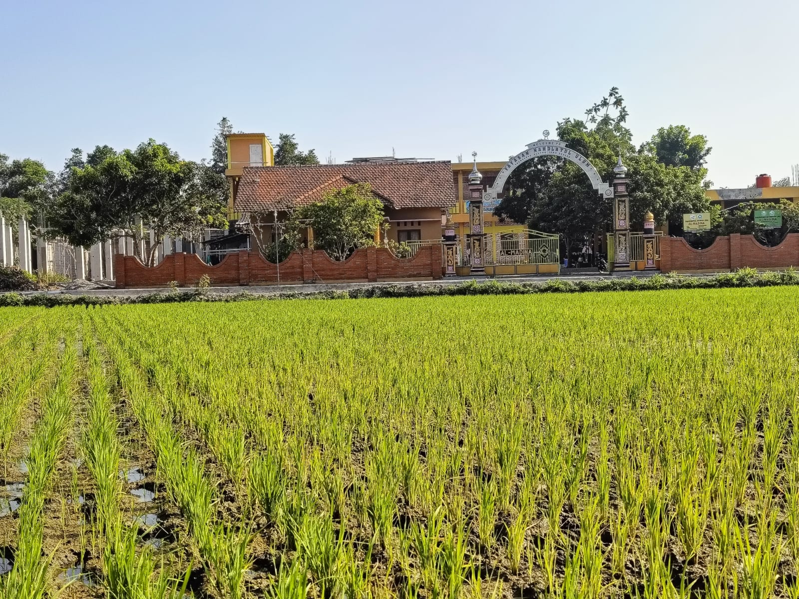 Wakaf Sawah Produktif