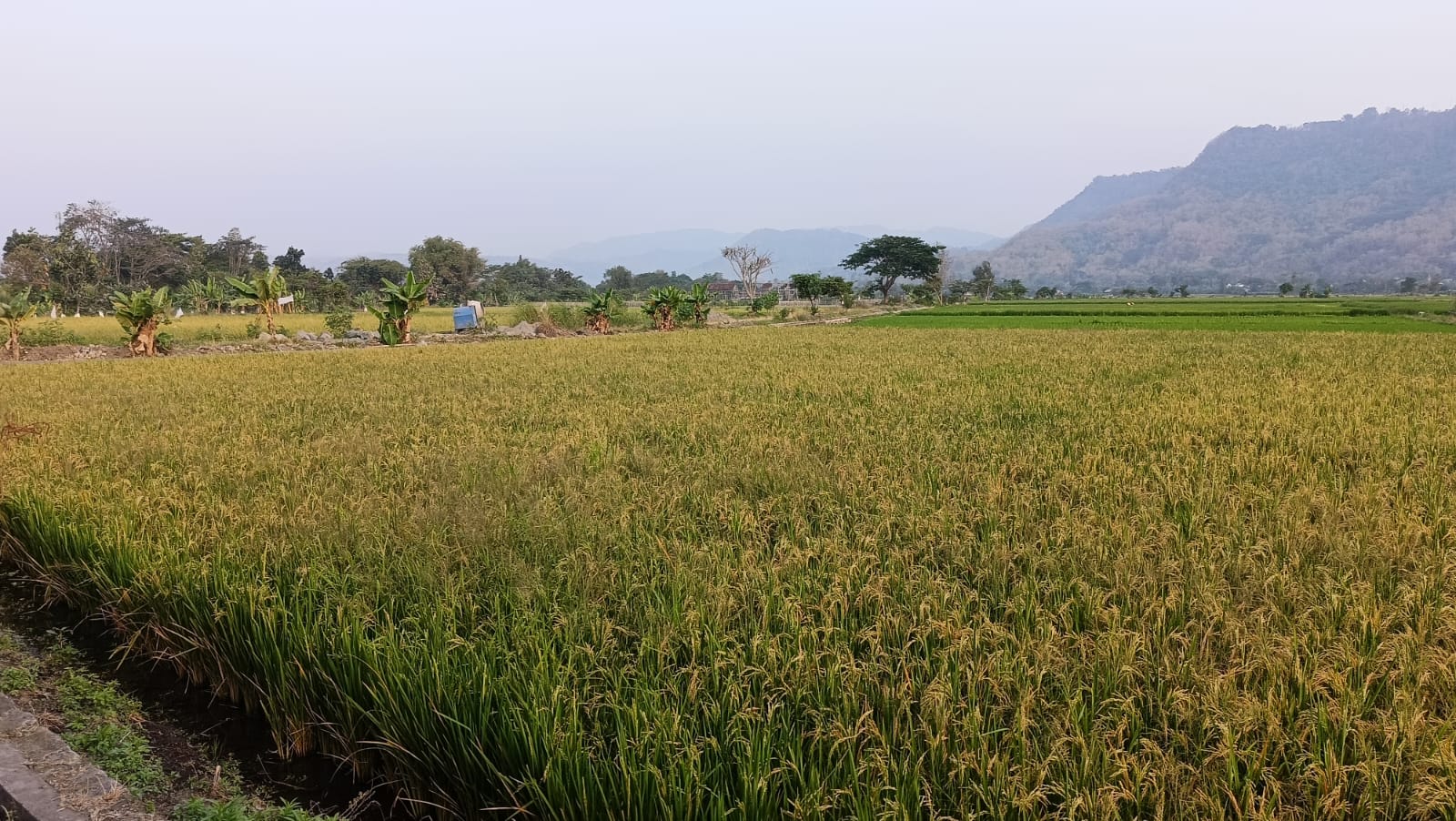 Wakaf Sawah Produktif